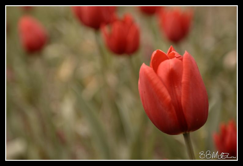 Tulips: Photograph by Steve Milner